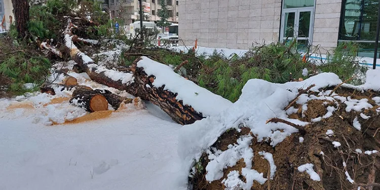 Karın ağırlığını taşıyamayan ağaç kökünden devrildi