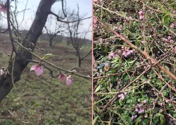 İznik’te şeftali ağaçları erken çiçek açtı