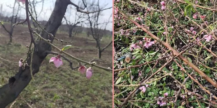 İznik’te şeftali ağaçları erken çiçek açtı