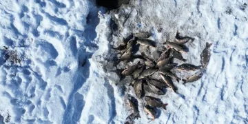 Buz tutan gölette ‘Eskimo’ usulü balık avı