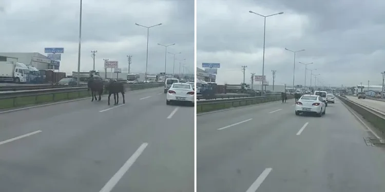 Bursa’da başıboş atlar ana yolu hipodroma çevirdi