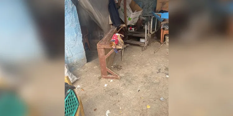 Tarsus’ta evde beslenmesi yasak maymun ve sincap ele geçirildi