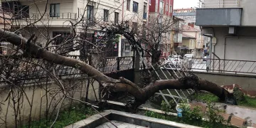 Yarım asırlık ağaç, yoldan geçen aracın üzerine devrildi