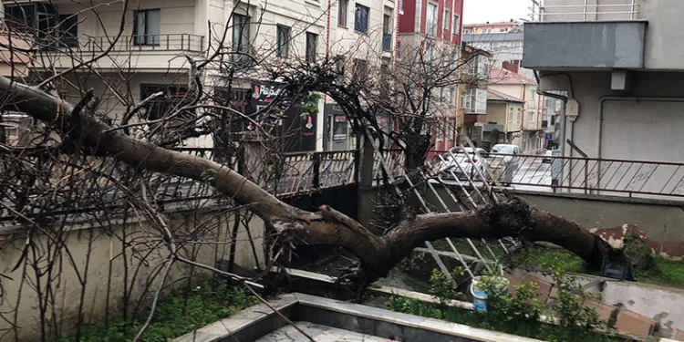 Yarım asırlık ağaç, yoldan geçen aracın üzerine devrildi