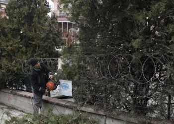 Şehir Genelinde Ağaç Budama Çalışmaları Sürüyor