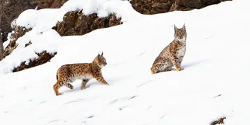 Değirmende Şelalesi soğuk havanın etkisiyle kısmen dondu
