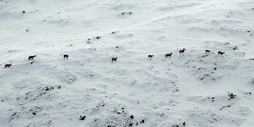 “Yüksekten mi uçuyordu, tam olarak bilmiyoruz”