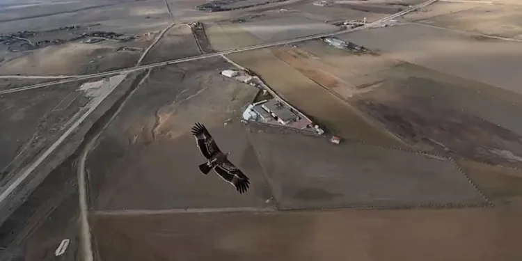 Bursa’da çekim yapan dron şahinin radarına takıldı