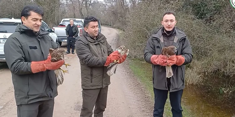 Yaralı şahinler özgürlüklerine kavuştu