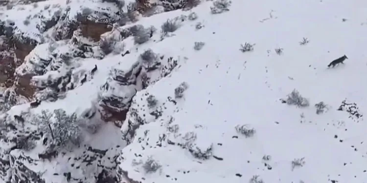 Ümraniye’de okul bahçesinde öğrencilere saldıran köpeğin sahibi tutuklandı