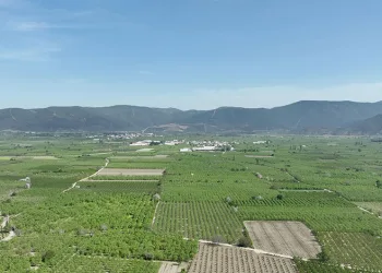 Gürsu Belediyesi tarımsal dönüşümün öncüsü oluyor