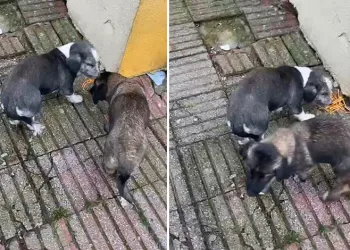 Bahçede beslediği köpekler 9 yaşındaki öğrenciyi ısırdı