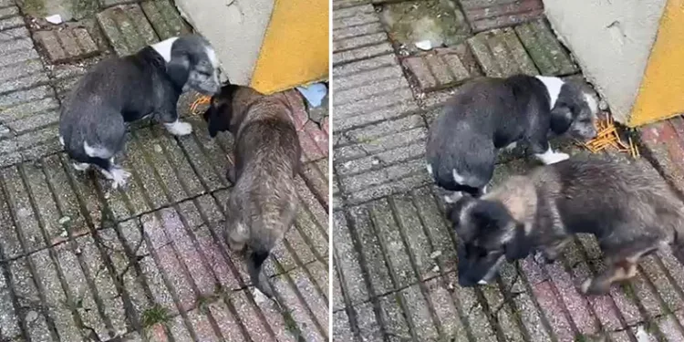 Bahçede beslediği köpekler 9 yaşındaki öğrenciyi ısırdı