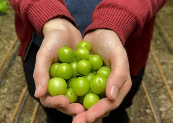 Bursa’da ilk erik hasadı yapıldı, kilosu dudak uçuklattı