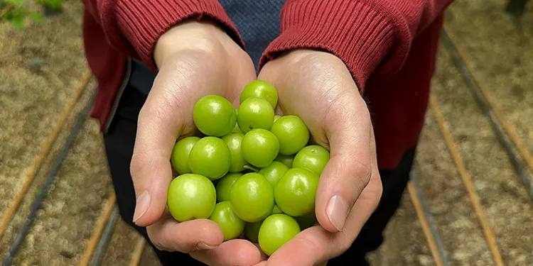 Bursa’da ilk erik hasadı yapıldı, kilosu dudak uçuklattı
