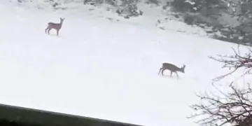 Sokakları kayak pistine çevirdi