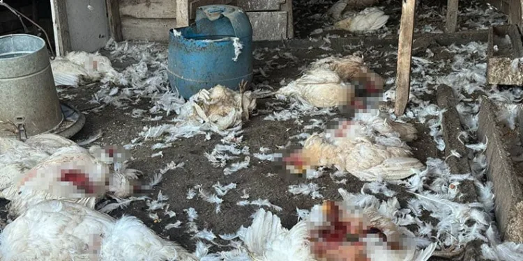 Bursa’da başıboş köpekler koyun ve tavuklara saldırdı
