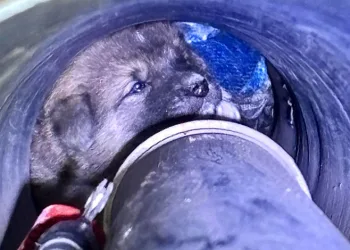 Eskişehir’de vurulan 12 yerinden yaralanan köpek hayvan severler tarafından tedavi ettirildi