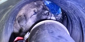 Eskişehir’de vurulan 12 yerinden yaralanan köpek hayvan severler tarafından tedavi ettirildi
