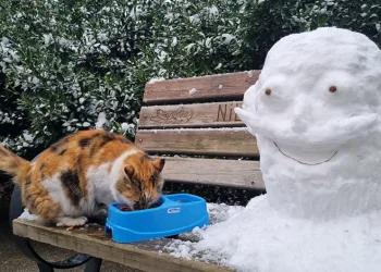 Uludağ Elektrik, sokak hayvanlarına destek oluyor