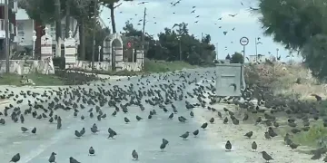 Serbest piyasada döviz fiyatları
