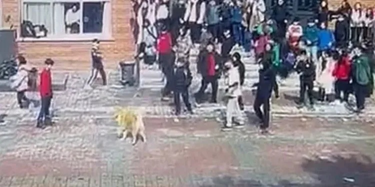 Ümraniye’de okul bahçesinde öğrencilere saldıran köpeğin sahibi tutuklandı