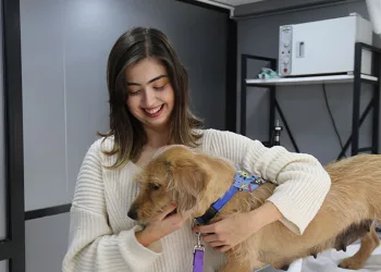 Eskişehir’de vurulan 12 yerinden yaralanan köpek hayvan severler tarafından tedavi ettirildi