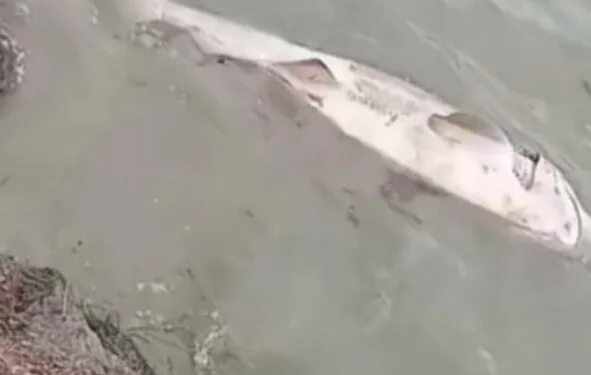 8 ayrı suçtan aranan şahıs, Seydikemer’de yakalandı