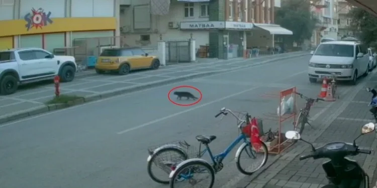 8 ayrı suçtan aranan şahıs, Seydikemer’de yakalandı