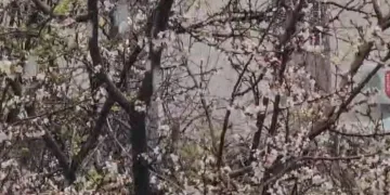 Siirt’te bahar ve kış aynı anda yaşandı
