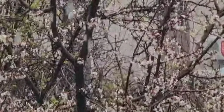 Siirt’te bahar ve kış aynı anda yaşandı