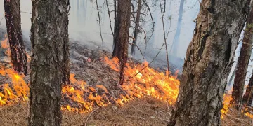 Uşak’ta ormanlık alanda çıkan yangın büyümeden söndürüldü