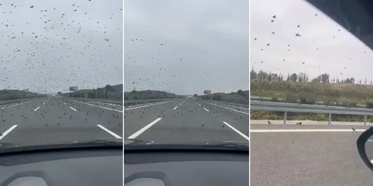 İstanbul-İzmir otobanında sürücüleri şaşırtan görüntü