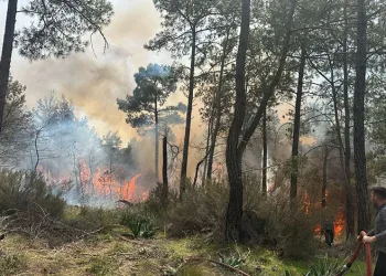 Kemer’de orman yangını