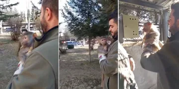 Bir vatandaş yolda yürürken maymun buldu
