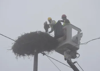 Karacabey’deki leylek yuvalarında temizlik devam ediyor