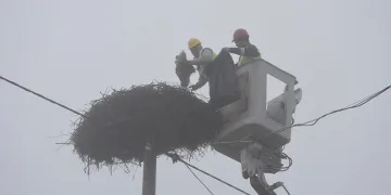 Karacabey’deki leylek yuvalarında temizlik devam ediyor