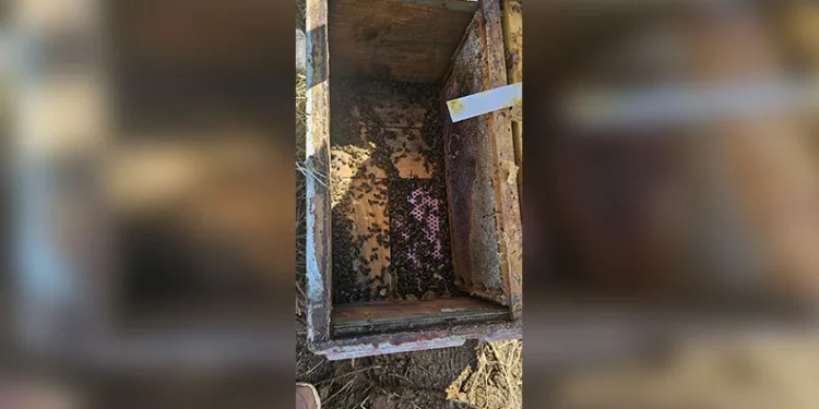 Adana’da Çam Kese Böcekleriyle Mücadele Başlatıldı
