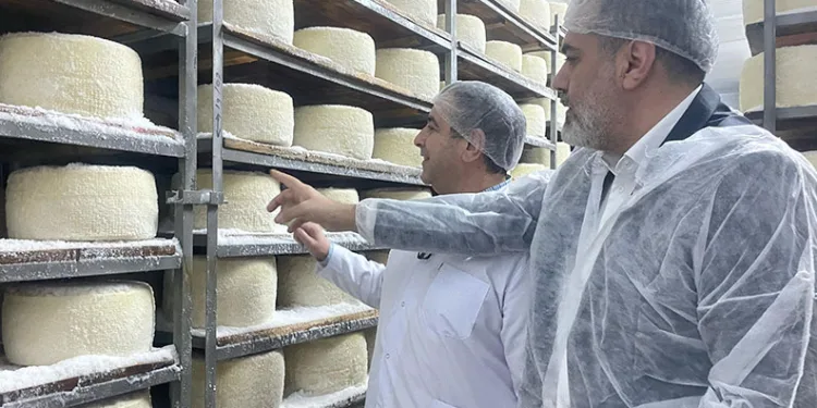Çadırda başladığı peynir üretiminde dünyaya açıldı