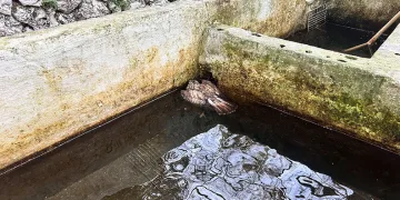 Avlanmak için balık dolu havuza dalan şahin telef oldu