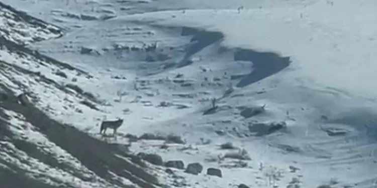 Kars’ta köye inen kurt, vatandaş tarafından görüntülendi