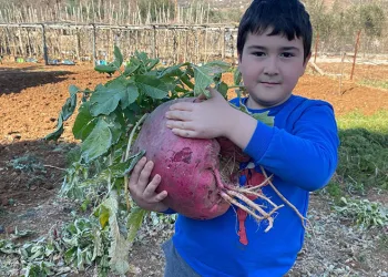 6 kilo 700 gram dev turp görenleri şaşırtıyor