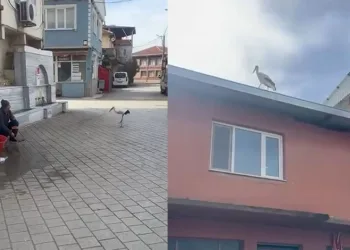 Yusuf dayının leyleği ‘Bilal’ bu yıl da geldi