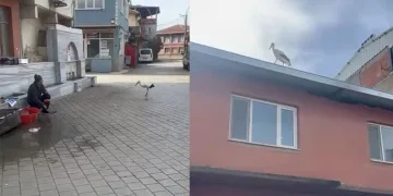 Yusuf dayının leyleği ‘Bilal’ bu yıl da geldi