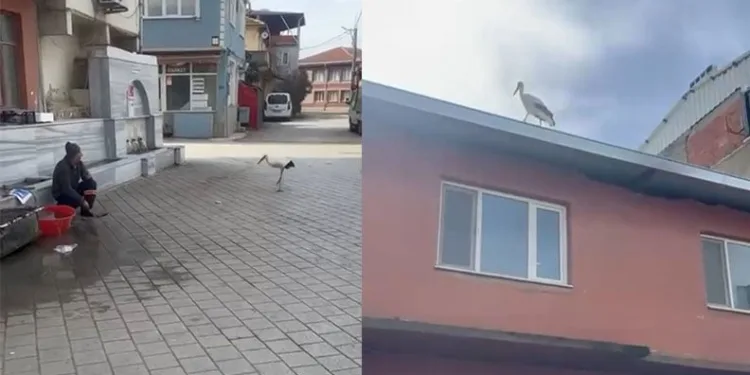 Yusuf dayının leyleği ‘Bilal’ bu yıl da geldi