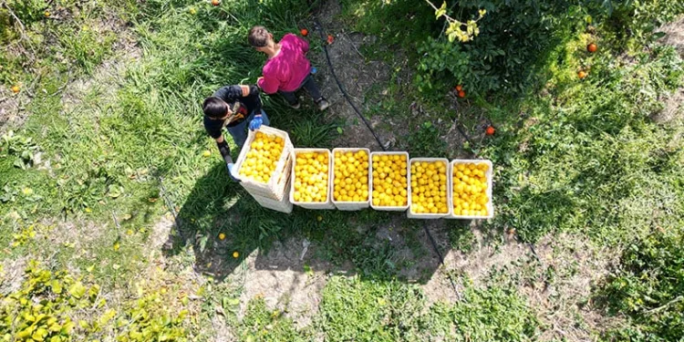 Limon bahçede 15 TL’den alıcı buluyor