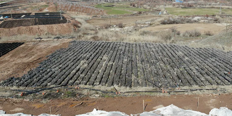 Siirt’te yetiştirilen fidanlar bölgenin fıstık ihtiyacını karşılıyor