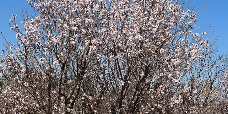 Şanlıurfa’da badem ağaçları çiçek açtı
