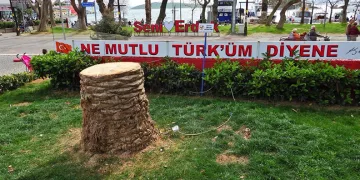 Erdek’te ağaç katliamı