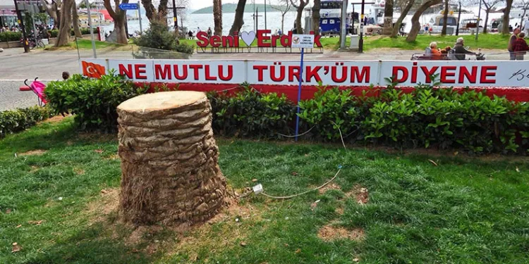 Erdek’te ağaç katliamı